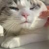 @我家猫叫七月