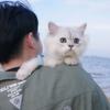 香雪海