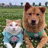 平安&喜乐