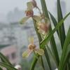 小满胜万全