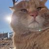HH🐱