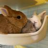 🐰蜡笔小兔🐰