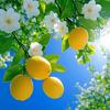 柠檬柚柚
