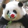 小许喜欢熊猫