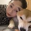 燕子说柴(柴犬）