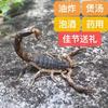 沂蒙全蝎
