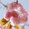 樱花嘀嗒