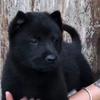 田园犬能有什么坏心思
