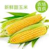 甜甜烤玉米