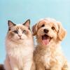 上海猫狗送养信息