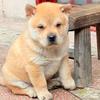 广西土猎田园犬