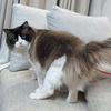 猫的小胖腿