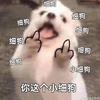 熬夜是小狗🐶