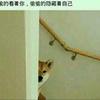 斯纳克