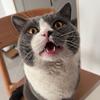 彩虹上的小猫咪