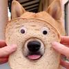 宠物日记