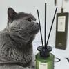 家有团团🐱🐱。拒绝私聊拒绝加微信合
