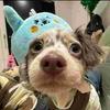 铁锤-刘🫧