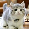 阿成和他的猫