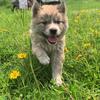 三土垚田园犬