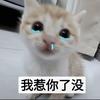 桎猫