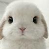 小白兔