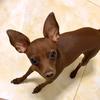 小鹿犬小米粒儿