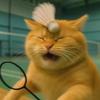 一只猫😺
