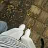 菠萝蜜🫧