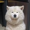 蟹老板老板