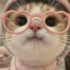 开心猫