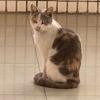 流浪猫小花