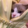 猫猫鱼