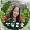 海南宜康农业兰姐