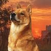 土狗金宝（黄身白面中华田园犬）