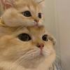 给炸毛の猫猫疏毛