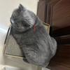 李招财（🐱】