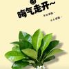 阿紫呀