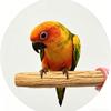 鸟大亨🦜