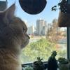 美芽&喵星人🐱金宝