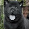 中华田园犬