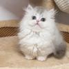 Jennie矮脚猫