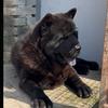 河北靠谱田园犬