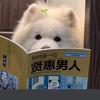 张不大