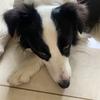 可爱圆圆的小日子