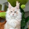 轩轩的缅因猫