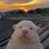 笼啊