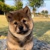 广西杨小杰（阿杰寻犬）