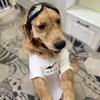 谁家还没几个毛孩子🐶