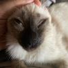 小猪乔治